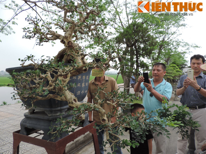 Nhiều người có kinh nghiệm về chơi cây cảnh cho biết, đặc điểm của cây nguyệt quế là hoa rất đẹp và tỏa ra một mùi hương thơm cách gần 100m vẫn có thể ngửi thấy. Đa số cây nguyệt quế thường biết đến có dáng cổ thụ chứ hiếm có được dáng bonsai như thế này bởi thân của nó là thân gỗ.