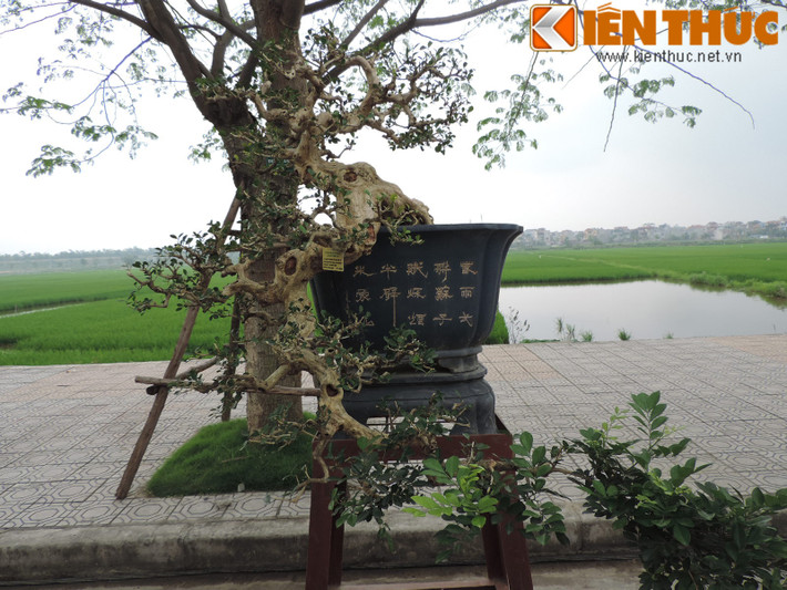 Nguyệt quế thuộc cây thân gỗ nhỏ, cao từ 1- 8m. Hoa của cây màu trắng đục, có mùi thơm thoang thoảng.