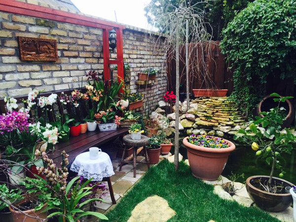Hoa hồng trong vườn thì nhiều vô kể, đến nỗi bạn bè tặng cho chị cái tên “nữ hoàng hoa hồng”. Chị cất công mua đất, thiết kế vườn, mua đủ loại hoa hồng để khu vườn thêm rực rỡ.
