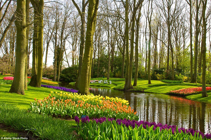 Keukenhof Gardens, Hà Lan. Tuy chỉ mở cửa vào mùa xuân nhưng nó được coi là khu vườn đẹp nhất thế giới.