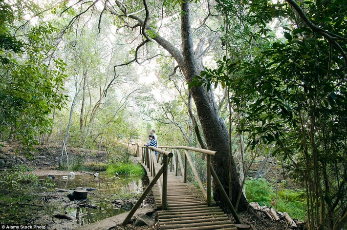 Vườn Bách thảo Quốc gia Kirstenbosch, Nam Phi. Được thành lập năm 1913 và bị lãng quên sau 1 thập kỷ sau đó được tu bổ thành khu vườn nổi tiếng như bây giờ.
