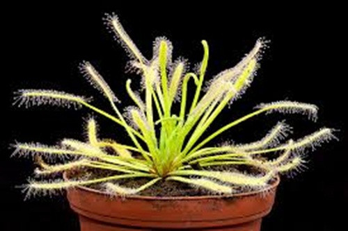 Cây gọng vó. Cây này có thân trên cũng giống như các bông hoa, nó trông như những con sâu bò ra ngoài khiến nhìn thoáng qua có thể giật mình.