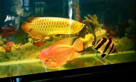 Ngoài những yếu tố về mang lại may mắn, tài lộc, cá rồng được xếp vào một trong những động vật cực kì quý hiếm trên thế giới. Ảnh: Việt Báo.