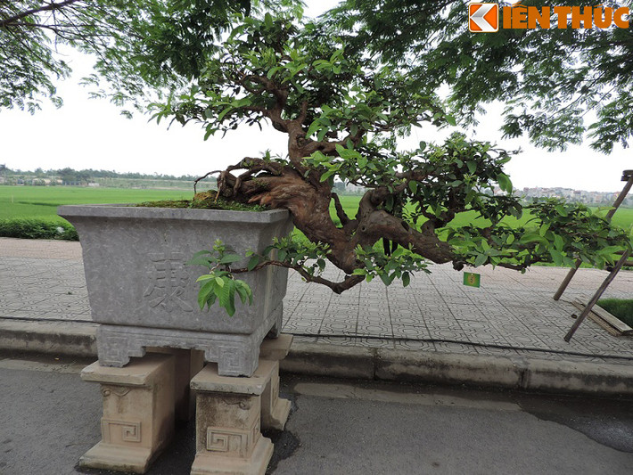 Cây có dáng uốn nghệ thuật.