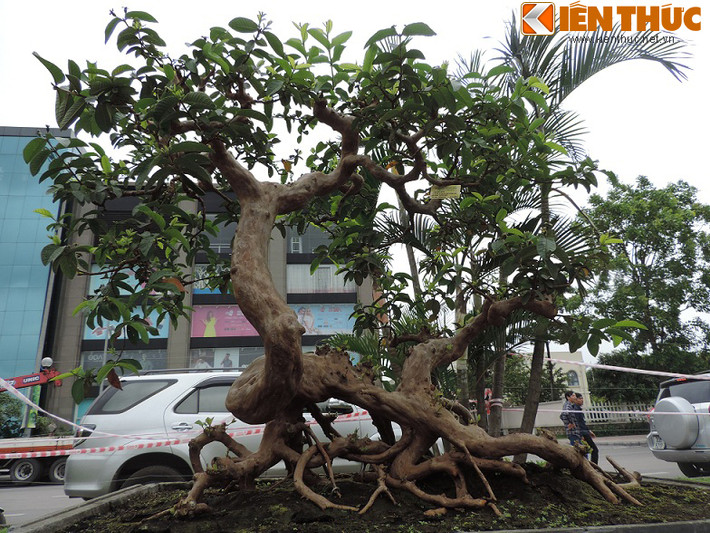 Toàn cảnh dáng cây ổi bonsai của ông Khoa.