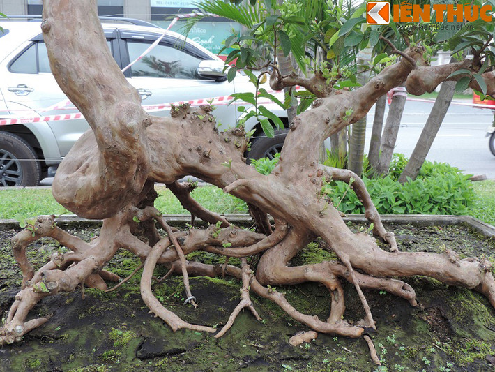 Mặc dù phân tích kỹ nhưng nhiều người vẫn không thể hình dung được cây ổi này có dáng hình gì.