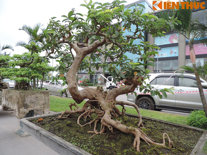 Một cây ổi bonsai khác của ông Lại Văn Khoa (Đông Anh, Hà Nội) cũng có thế uốn đẹp khiến nhiều người không khỏi trầm trồ khen ngợi.
