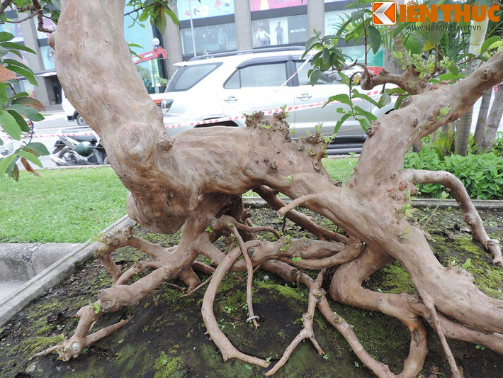 Có người cho rằng phần rễ và thân cây như hình người trườn trên mặt đất.