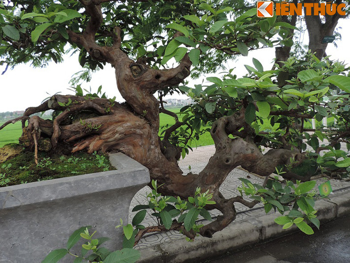 Nhiều người xem cây cho rằng cây ổi này phải có tuổi lên đến 50, vì phần rễ cây đã già nua, thân cây ra dáng cổ thụ hơn.