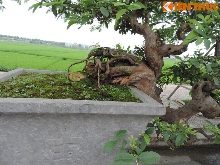 Cận cảnh phần gốc cây.