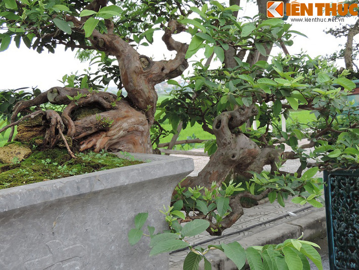 Cây ổi bosai này có dáng thác đổ trong rất lạ mắt. Mặc dù dáng thế nhưng cây vẫn được đánh giá là mềm mại và rất nghệ thuật.