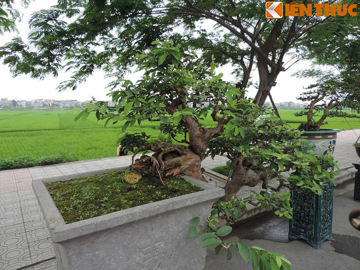 Chỉ dính một phần rễ ở trên chậu nhưng cây vẫn vươn nhánh và ra lá tốt.