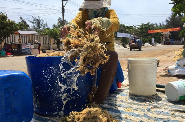 Với mỗi chuyến đi kéo dài từ 15-20 ngày, số lượng thuyền viên đi cùng từ 5-7 người/tàu, số lượng rau câu chân vịt khai thác được từ 4-8 tấn/tàu/chuyến, sau khi trừ chi phí số tiền từ rau câu chân vịt mang về cho ngư dân đất đảo khoảng 150-200 triệu đồng/tàu/chuyến.