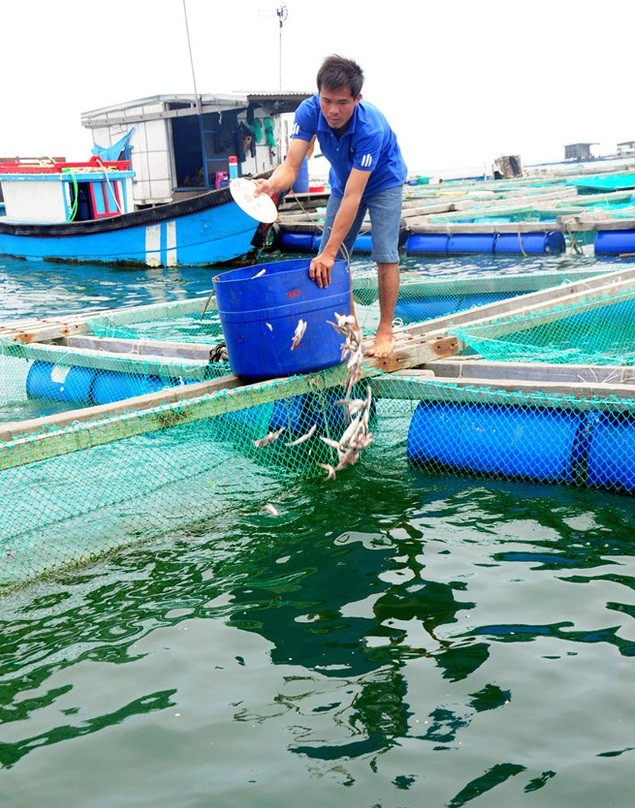 Nuôi tôm hùm, cá mú. Vài năm gần đây, các hộ dân ở huyện đảo Lý Sơn đã rộ lên nghề nuôi trồng thủy sản như tôm hùm, cá bớp, cá mú... để đáp ứng nhu cầu hải sản cho các tỉnh miền Trung và cũng vì du lịch ngày càng phát triển.
