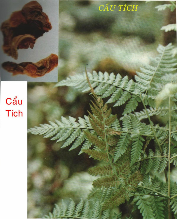 Cây cu li còn có những tên khác, như cẩu tích, cù lần, sương sống chó (do có hình thù giống như sương sống con chó) hay cây kim mao, cây lông khỉ (do có lớp lông vàng bên ngoài).