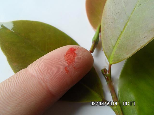 Theo y học cổ truyền, huyết đằng thường được dùng trị đau ruột, đau bụng, phong thấp đau nhức. Hạt máu chó được nhân dân ta dùng làm chữa ghẻ rất hiệu quả.