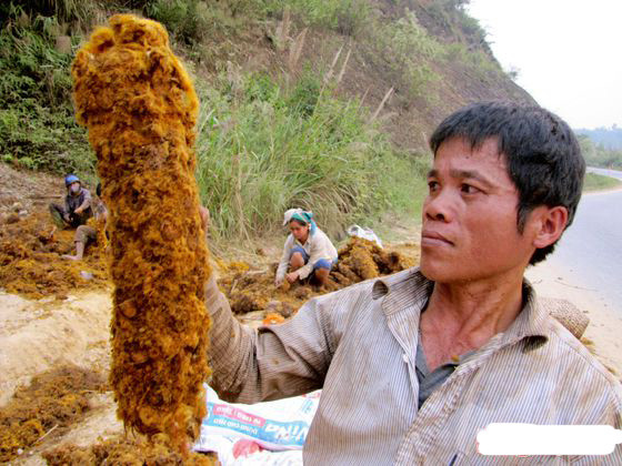 Đây là loài cây có thân yếu, lá lớn có cuống dài 1-2m, màu nâu nâu, ở phía gốc có vẩy hình dải rất dài màu vàng và bóng phủ dày đặc. Thân rễ cẩu tích chứa tinh bột (30%) và aspidinol, lông vàng ỏ thân rễ có tanin và sắc tố. Cẩu tích có tác dụng bổ can thận, mạnh gân xương, trừ phong thấp.