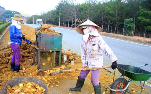 Trong Đông y, cẩu tích dùng để chữa phong hàn, thấp tê đau lưng, nhức mỏi chân tay, khó cử động, đau dây thần kinh toạ, chứng đi tiểu són không cầm, di tinh, bạch đới…Nếu tư thương tiếp tục thu mua ồ ạt như hiện nay, chỉ một thời gian ngắn nữa cây cu li có thể sẽ vắng bóng trong các khu rừng ở Kon Tum.