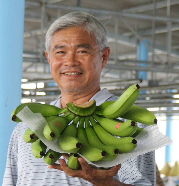Với vườn chuối của mình, ông Vũ Quan Huy còn tạo công ăn việc làm cho hàng trăm công nhân tại địa phương và trao đổi kinh nghiệm cho nhiều gia đình muốn làm giàu từ chuối.