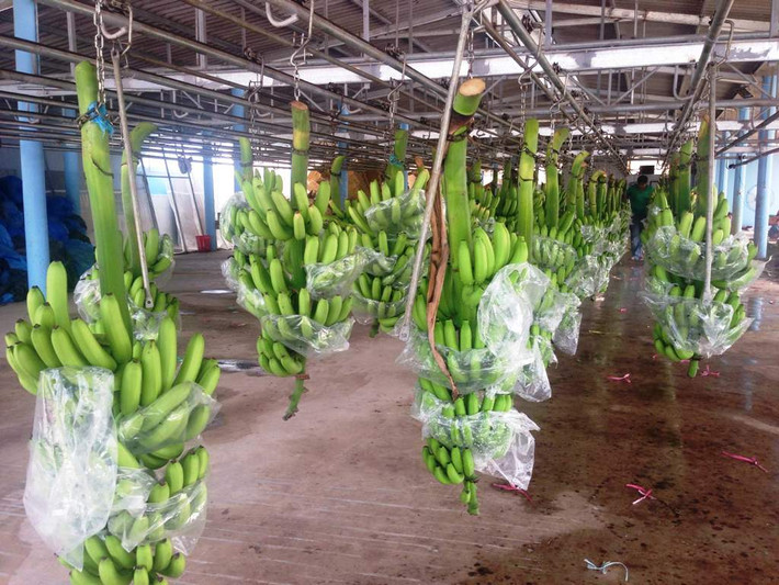 Sau khi chuối lớn tương đối, từng buồng chuối được “mặc áo” nilon để chống mọi loại sâu bệnh, côn trùng gây hại. Đến khi thu hoạch, nhân viên nhà vườn đóng gói bắt đầu quy trình “xử lý từng trái” - loại bỏ những trái xấu. Có khi, vì một vài trái xấu phải bỏ cả nải chuối.