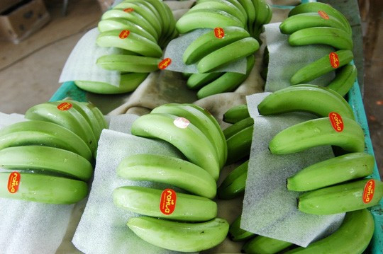 Chuối từ trang trại sẽ được dán nhãn FOHLA, sau đó đóng hộp giấy cùng thương hiệu này. Lý giải cho cái tên FOHLA, nông dân Út Huy hóm hỉnh: “Chuối đi Tây nên lấy cái tên giống Tây. Mà “Phô - la” thì tây hay ta cũng dễ nhớ dễ đọc. Ngoài viết tắt với ý nghĩa Fruit of Huy Long An (trái cây của Huy Long An), Fohla tiếng Bồ Đào Nha còn có nghĩa là chiếc lá. Mà logo của tôi đúng là có hai chiếc lá”. Ảnh: Zing.