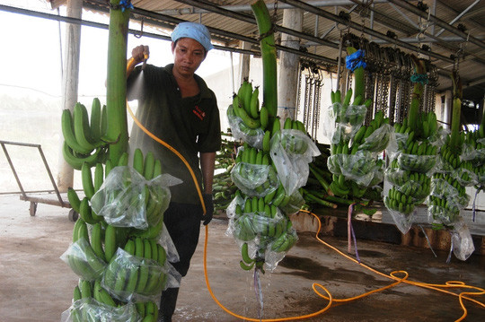 Vườn chuối của ông Huy áp dụng quy trình trồng chuối khép kín từ khâu chọn giống, tưới nước, bón phân, thu hoạch và đóng gói. Đặc biệt, vườn chuối của ông Huy nghiêm cấm sử dụng các loại chất kích thích. Do vậy, sản phẩm chuối của ông đạt chất lượng khá cao và nhanh chóng chiếm được niềm tin của nhiều thị trường khó tính trên thế giới.
