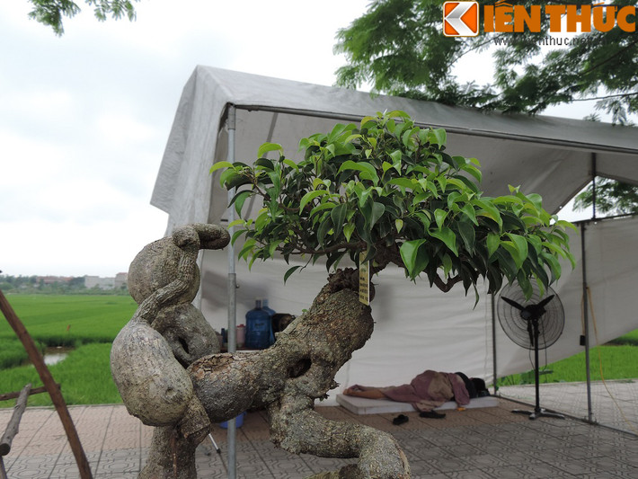 Phần tán lá cây tưởng chừng không liên quan gì đến thân cây sanh.