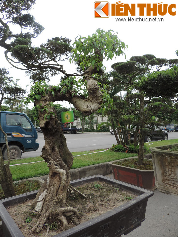 Cây sanh dáng uốn lượn mềm mại. Cây không nhánh nhưng lá vẫn mọc đều trên thân.