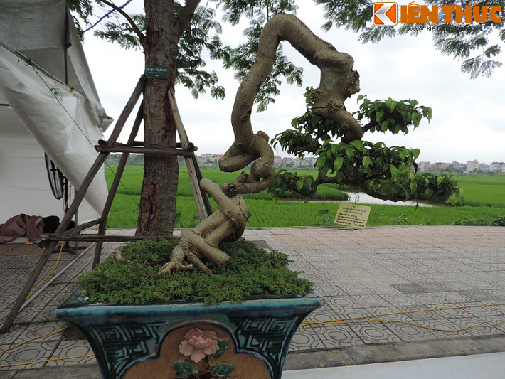 Thân vươn lên nhưng ngọn cây lại hướng xuống đất.