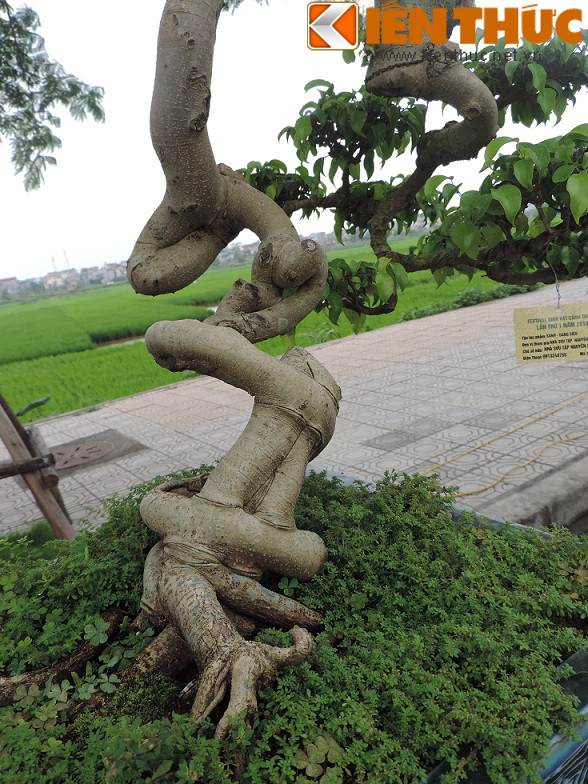 Điểm độc đáo nhất của cây sanh này là phần thân mọc xiên và không liền mạch như những cây khác mà như được nối từ nhiều mảnh khác nhau trông rất lạ.