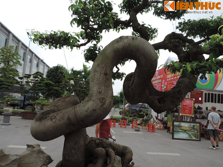 Thân cây sanh uốn lượn như con rắn.