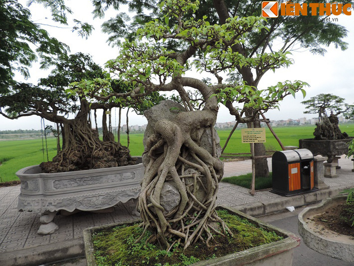 Đa số người xem cây này đều lấy làm lạ vì không hiểu vì sao chủ nhân của nó có thể tạo ra được một chậu cây độc đáo như vậy. Bởi toàn bộ phiến đá đều được bộ rễ của cây sanh này bao bọc kín.