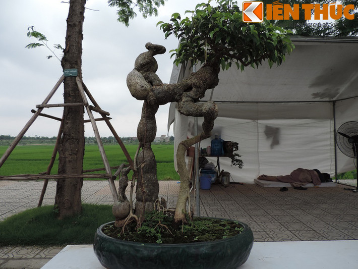 Cây sanh dáng lão được cho là độc nhất vô nhị. Phần thân cây được tạo hình rất thú vị như một ông lão chống gậy với một tán lá duy nhất ở trên đỉnh cây như đầu người.