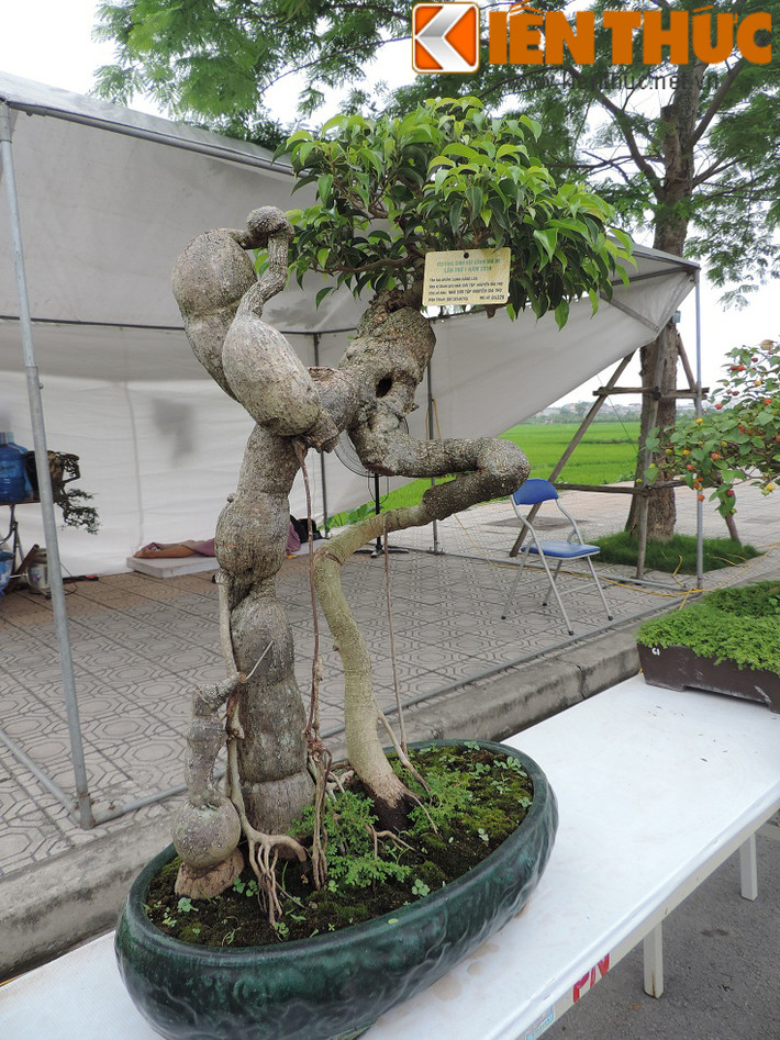 Nhiều cây sanh cảnh dáng độc hiếm thấy khiến người xem không khỏi ngạc nhiên và trầm trồ khen ngợi.