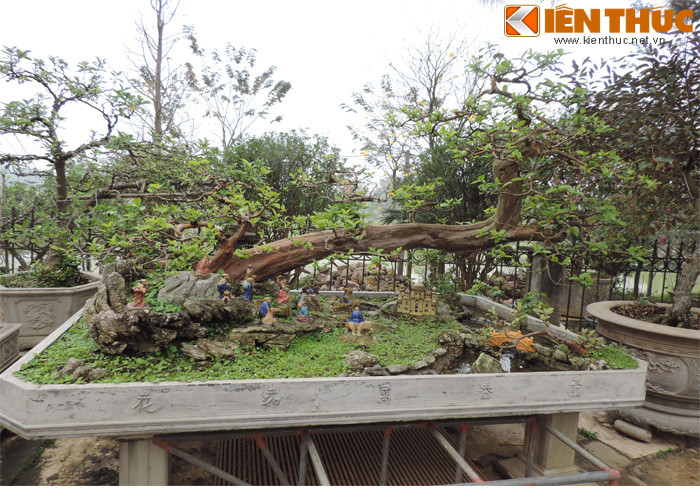 Cây ổi dáng bonsai của vườn cây nhà ông Ngọ (Thạch Thất, Hà Nội) được trả giá trên dưới trăm triệu đồng nhưng ông vẫn không bán.