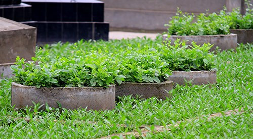 Rau cải trồng trên mộ, rau muống trồng xung quanh... là cách người dân canh tác tại khu nghĩa địa nhằm tiết kiệm diện tích đất.