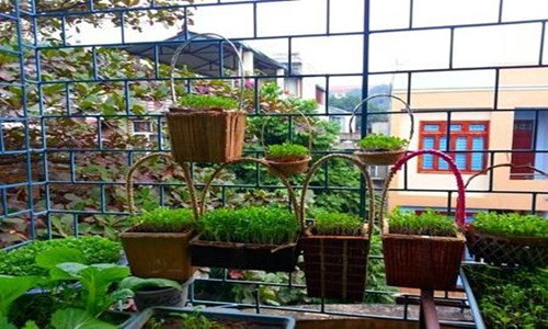 Nhu cầu rau sạch khiến cho mọi gia đình đều tận dụng những khoảng không trong nhà. Gia đình có sân vườn thì không nói làm gì, gia đình diện tích nhỏ đòi hỏi bữa ăn có rau sạch tự trồng thật khó. Vì thế mới sinh ra những cách trồng rau độc đáo như sau.