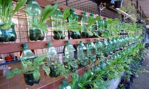 Với kiểu trồng rau trong chai nhựa này, các bà nội trợ có thể đặt trên sân thượng hay bất kỳ khu vực nào có chỗ trống, hoặc dùng dây treo lên tường, mái hiên, cửa sổ... tạo nên một vườn rau độc đáo bắt mắt.