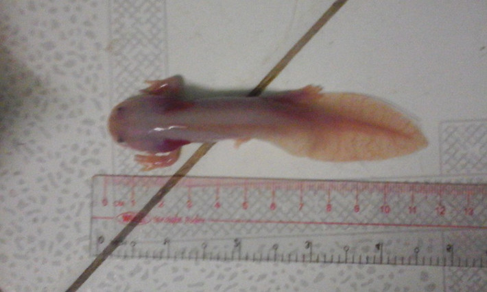 Một chú cá khủng long 6 sừng lúc còn nhỏ có độ dài từ 6 - 12cm.
