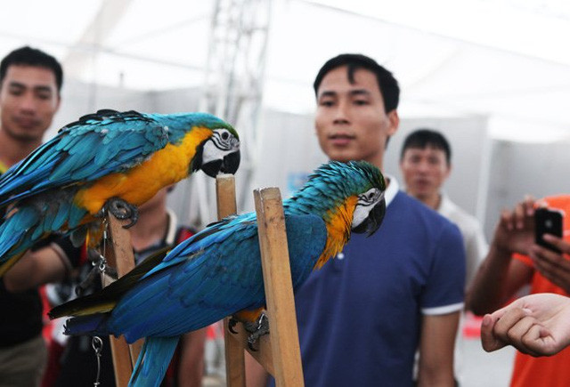 Vẹt có nguồn gốc Nam Mỹ, loài vẹt này cũng có giá khá đắt. Đặc điểm của loài vẹt này có đuôi dài và có màu sắc sặc sỡ bắt mắt, hiếu động và thông minh. Những người chơi vẹt ở đây cho biết, để sở hữu một chú vẹt Nam Mỹ là điều không hề dễ, bởi theo giới chơi chim cảnh số lượng loài vẹt này ngoài tự nhiên đang giảm đáng kể.