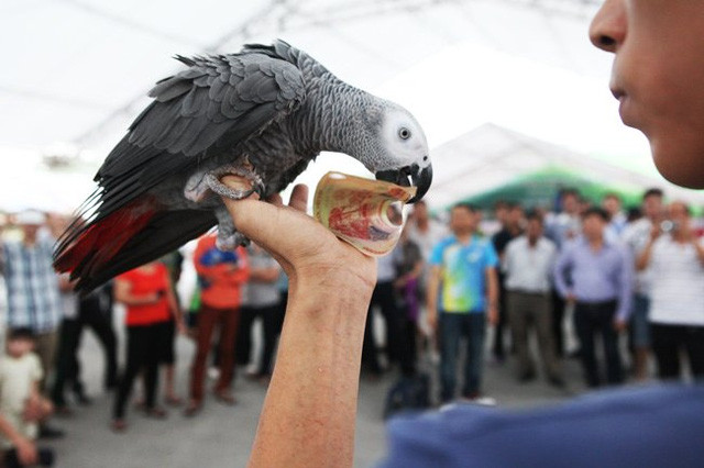 ...và chúng dùng mỏ mang tiền về cho chủ nhân.