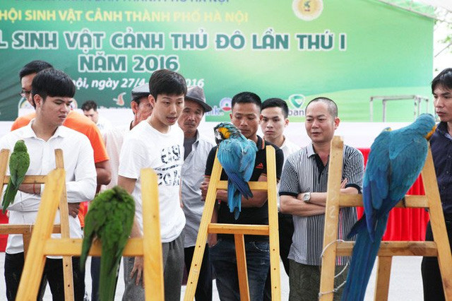 Nhiều loài vẹt "nhà giàu" giá cao ngất ngưỡng khiến nhiều người phải giật mình. Anh Vũ Việt Hoàng (Hà Nội) người sở hữu chú vẹt đắt nhất tại Festival sinh vật cảnh cho biết, loài vẹt này đắt bởi chúng sở hữu một bộ lông tuyệt đẹp, có chiếc mỏ rất cứng, có thể mổ xuyên qua vỏ dừa cùng với vùng lông quanh mắt thường có màu sáng.