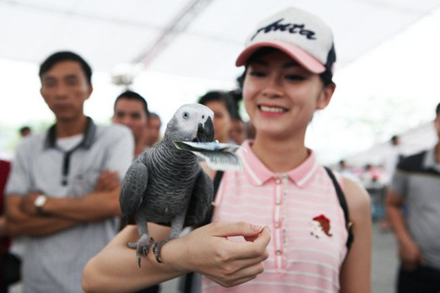 Nhiều người thích thú mang tiền vào thử chú vẹt.