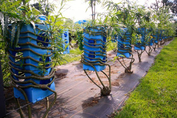 Sau nhiều nỗ lực, món đồ nội thất đầu tiên là một chiếc ghế đã ra đời. Ông bắt đầu sử dụng khuôn mẫu đèn, ghế, bảng , khung để tạo thành từ những cái cây.