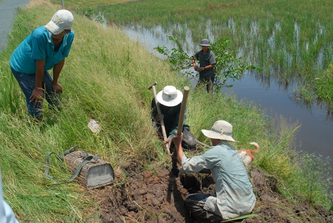 Một trong những nghề mưu sinh được liệt vào danh sách dị biệt nữa đó là nghề săn chuột đống ở miên Tây. Chuột đồng ở miền Tây có quanh năm nhưng nhiều nhất vào mùa lúa chín. Nhiều người dân thành lập đoàn từ 5 đến 7 người đi săn chuột ở ngoài đồng. Ảnh: Báo mới.