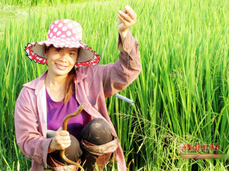 Trung bình, người dân ở đây có thể câu được khoảng 2kg loại lươn này, có hôm còn câu được chú lươn đồng nặng cả kí. Ảnh: Báo Nghệ An.