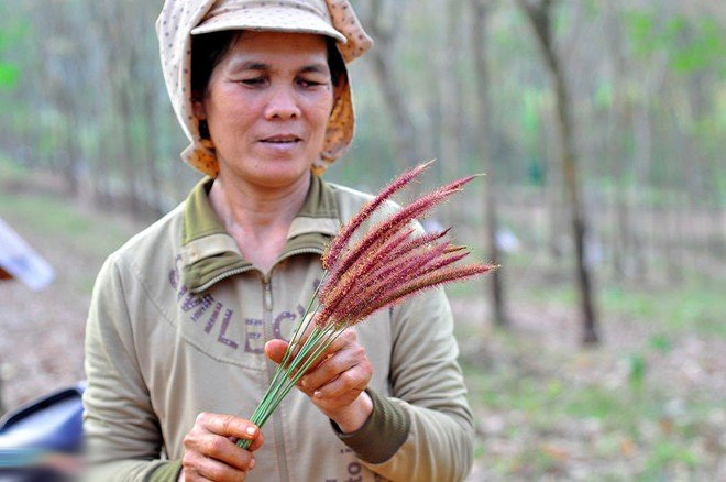 Kiến nhọt là một loại côn trùng có khả năng bắt bò cạp rất tốt, chính vì vậy người dân ở đây đặt cho nó một cái tên khác đó là "thợ săn bọ cạp". "Thợ săn bọ cạp" sống ở những hang sâu trong các khu rừng đất đỏ, rẫy cao su... nên việc săn bắt phải khéo léo. Theo thợ câu, họ dùng dây buộc xác bọ cạp rồi cho vào hang nhử kiến. Không lâu, loài côn trùng màu đen kéo đến bám kín nguồn thức ăn ưa thích. Ảnh: Zing.