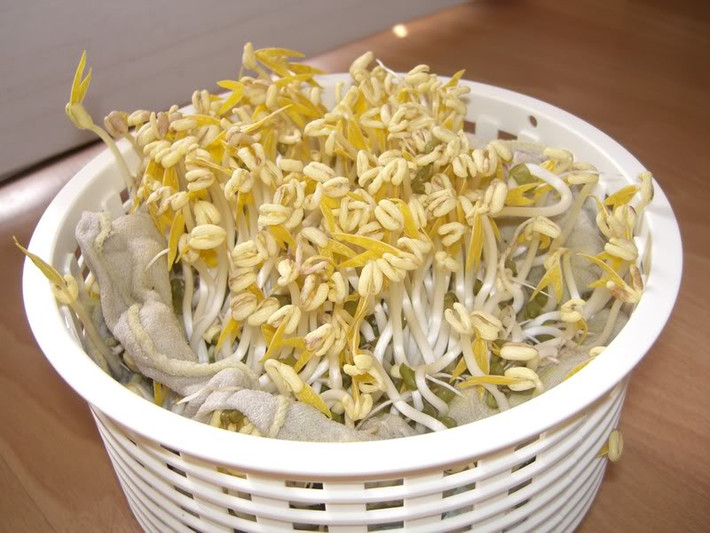 Chính vì vậy, trước khi ăn và chế biến, bạn nên ngâm giá đỗ thật kĩ, có thể tự làm giá đỗ tại nhà vừa tiện dụng lại đảm bảo an toàn. Tránh mua những loại giá đỗ có kích thích to, mập bất thường.