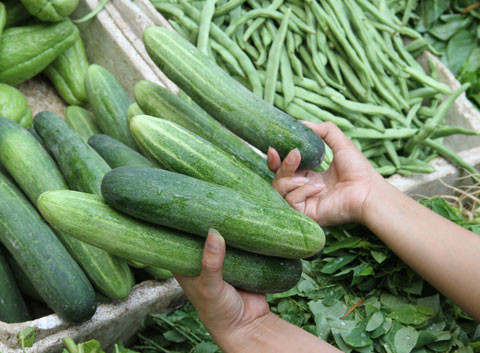 Dưa chuột: Đây là loại thực phẩm rất được ưa chuộng trong mùa hè vì ngoài tác dụng chế biến thành những món ăn bổ dưỡng, dưa chuột còn chăm sóc làn da của bạn rất hiệu quả. Tuy vậy, ngay từ khi bắt đầu mọc lên, dưa chuột đã bị người trồng phun thuốc trừ sâu và chất kích thích. Nếu ăn dưa chuột 'độc', rửa không kĩ, bạn rất dễ bị ngộ độc.