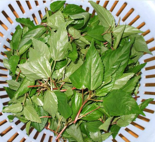 Rau đay, rau lang cũng là những loại rau được truyền tụng giúp lợi sữa, khiến các bé con thích thú.